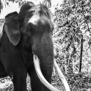 ELEPHAS MAXIMUS (Sri Lanka)