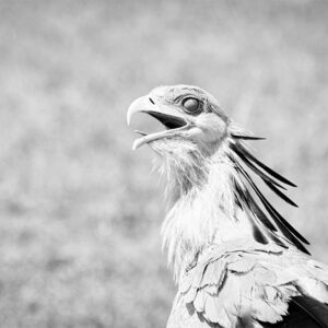 SECRETARY BIRD