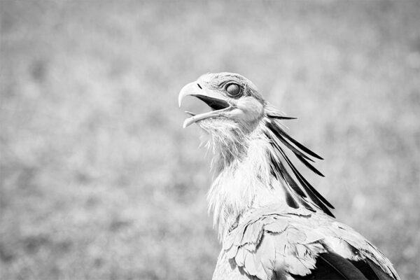 SECRETARY BIRD